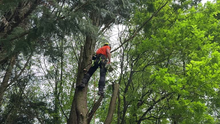 Trusted East Liverpool, OH Tree Removal and Landscaping Services Experts